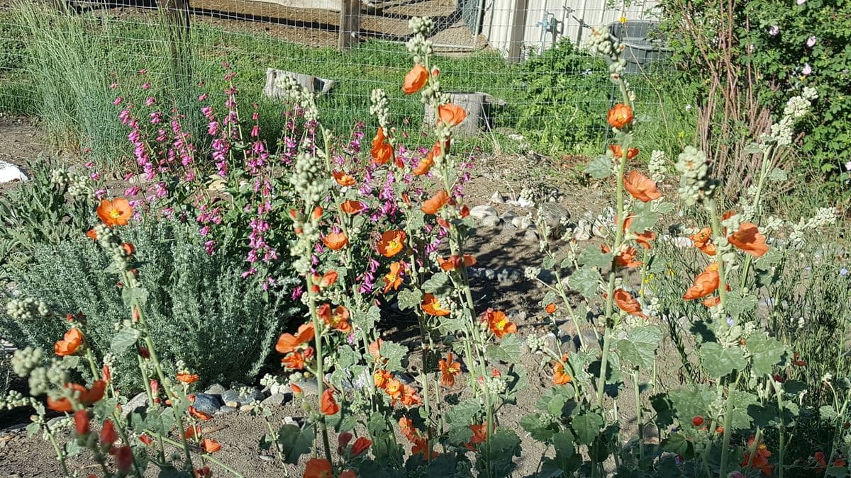 Tapteal Native Plants