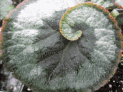 Taylor Greenhouses