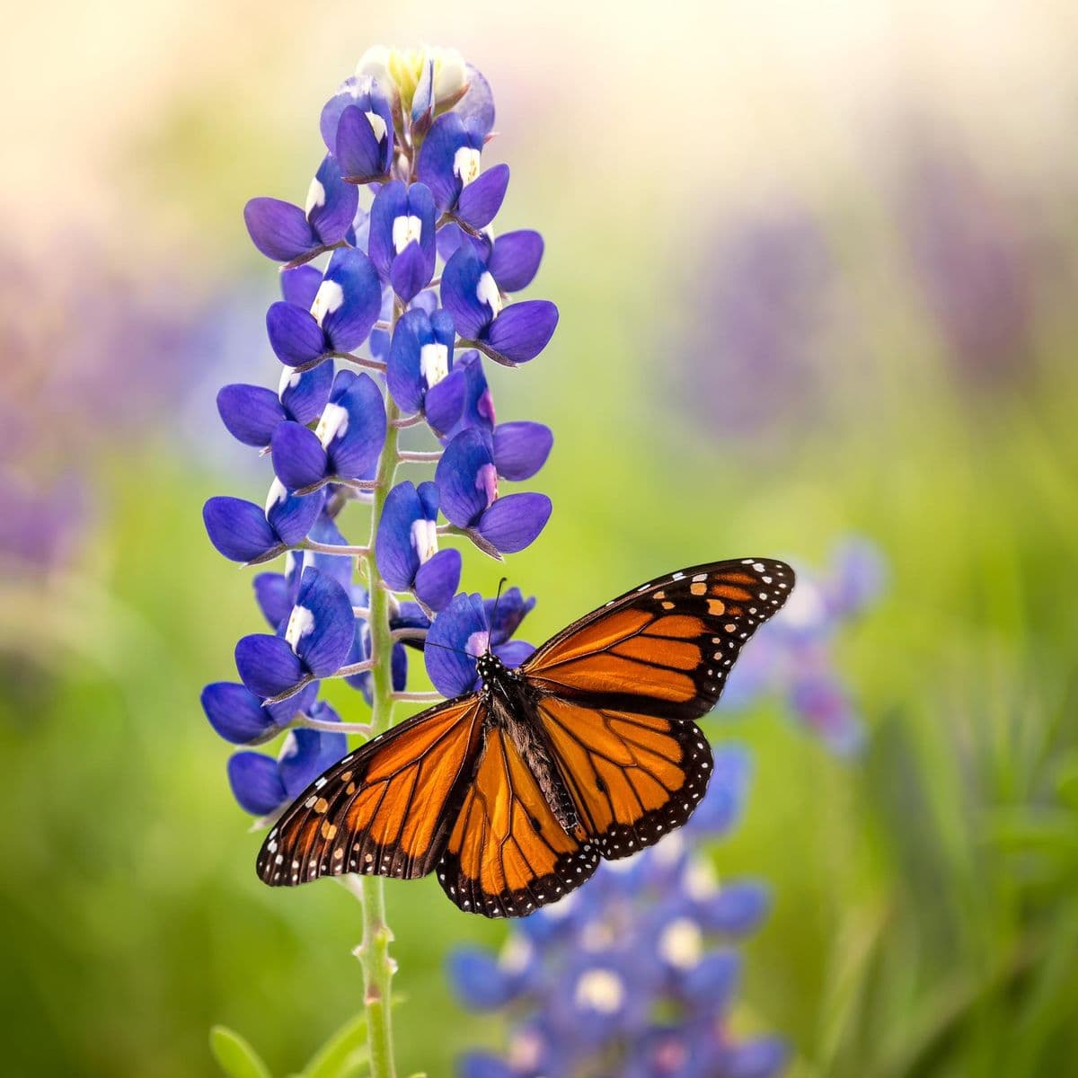 Tejas Prairie