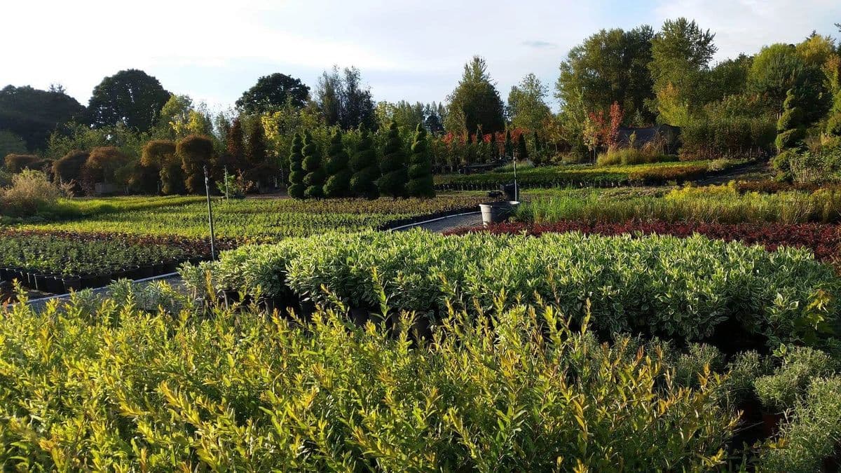 Ten Oaks Nursery.