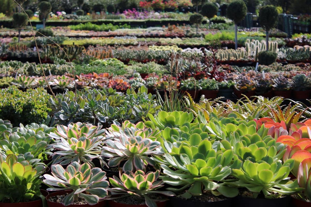 Terra Bella Nursery, Inc.