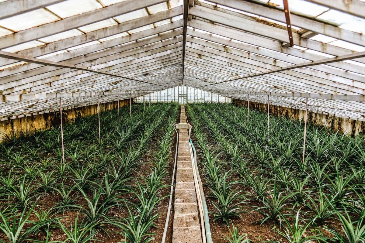 Terrestrial Plant Company