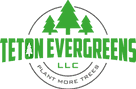 Teton Evergreens