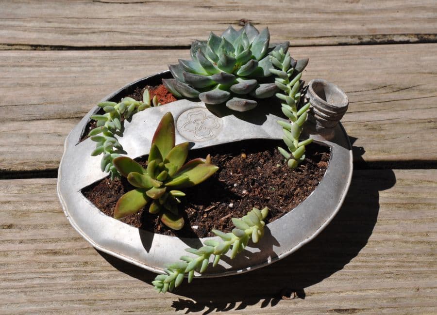 Texas Succulents