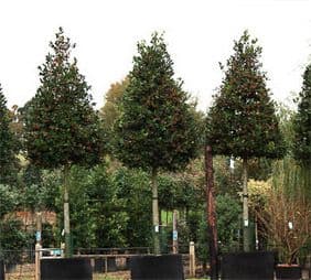 Texas Wholesale Nursery