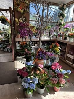 The Botanical Emporium Florist & Greenhouse
