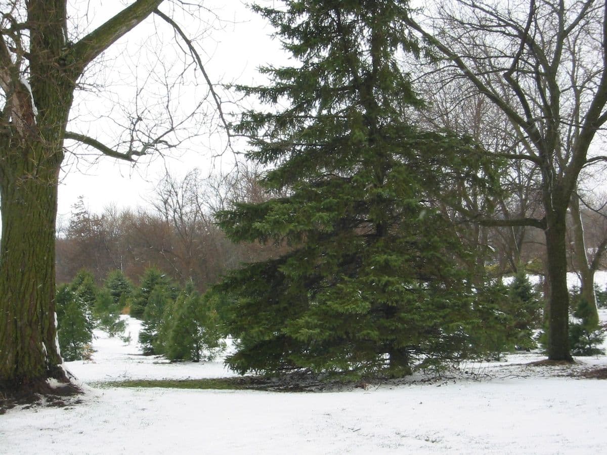 The Christmas Tree Farm