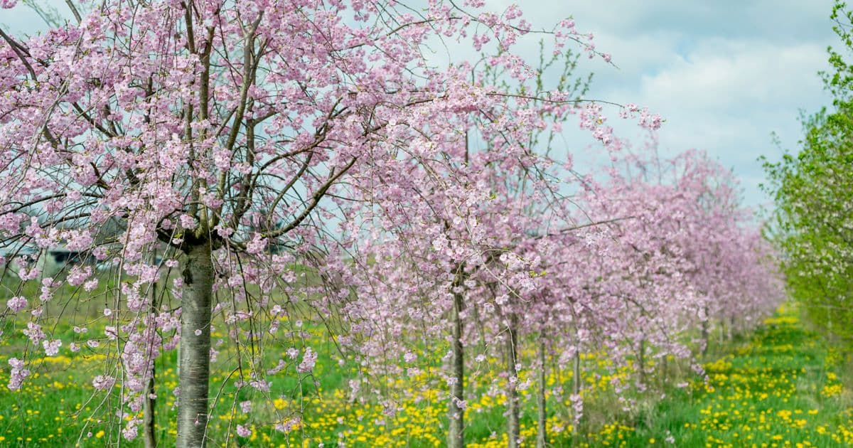 The Davey Tree Nursery