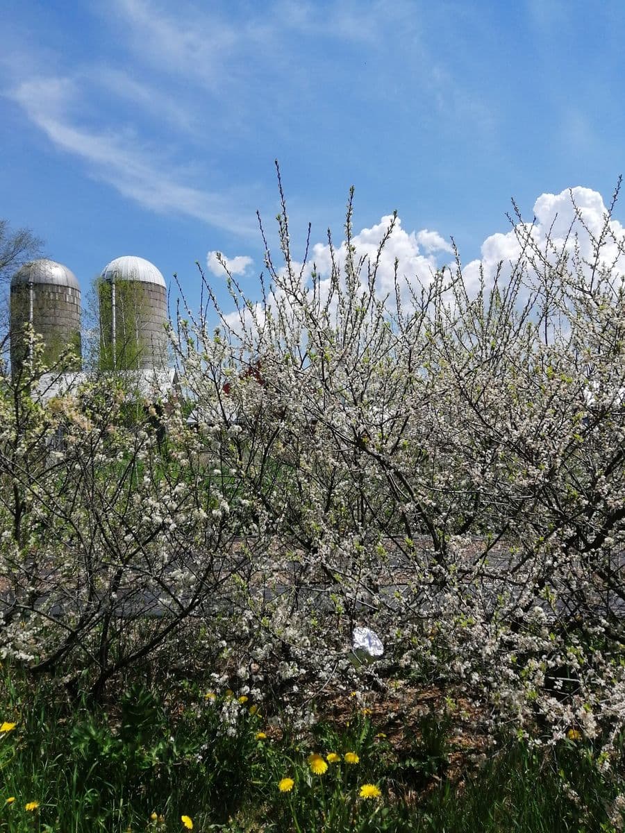 The Farm Between Fruit Nursery & Farm Stand