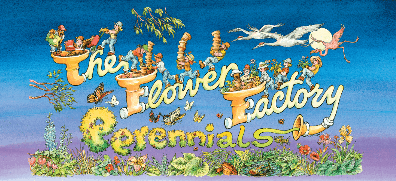 The Flower Factory