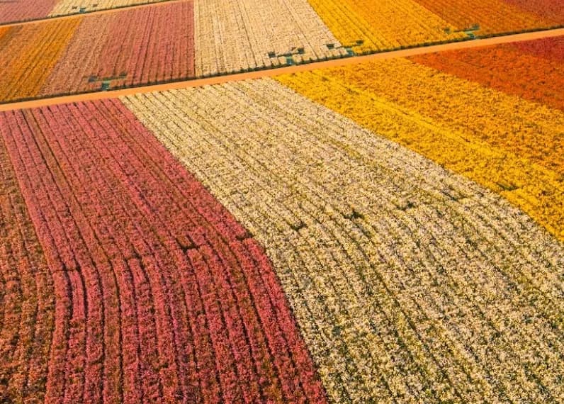 The Flower Fields
