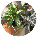 The Flower Patch Florist