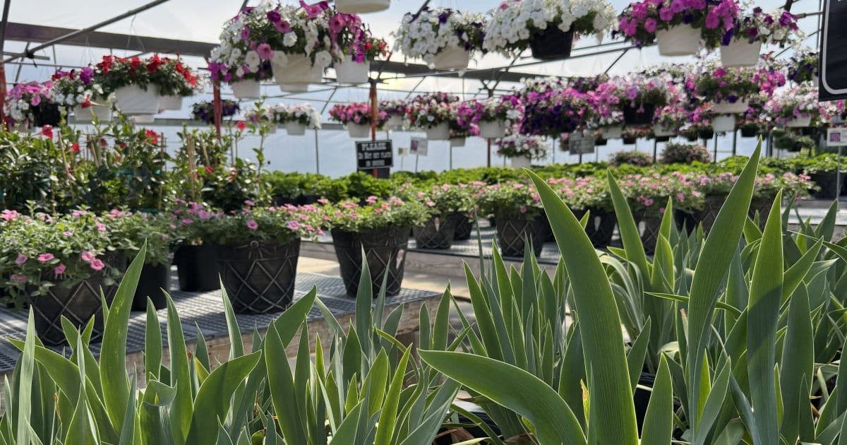 The Flower Ranch