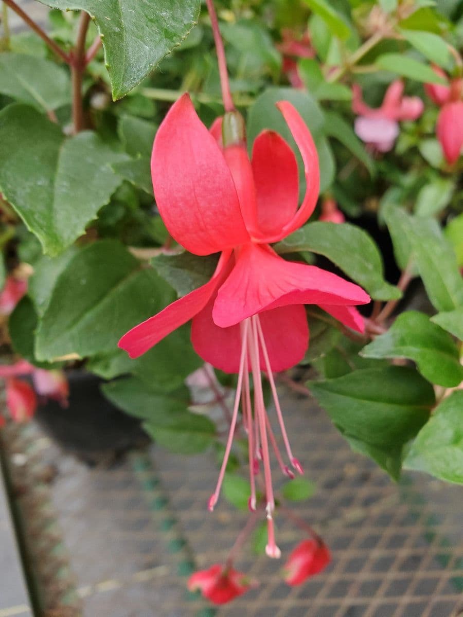 The Fuchsia Farm