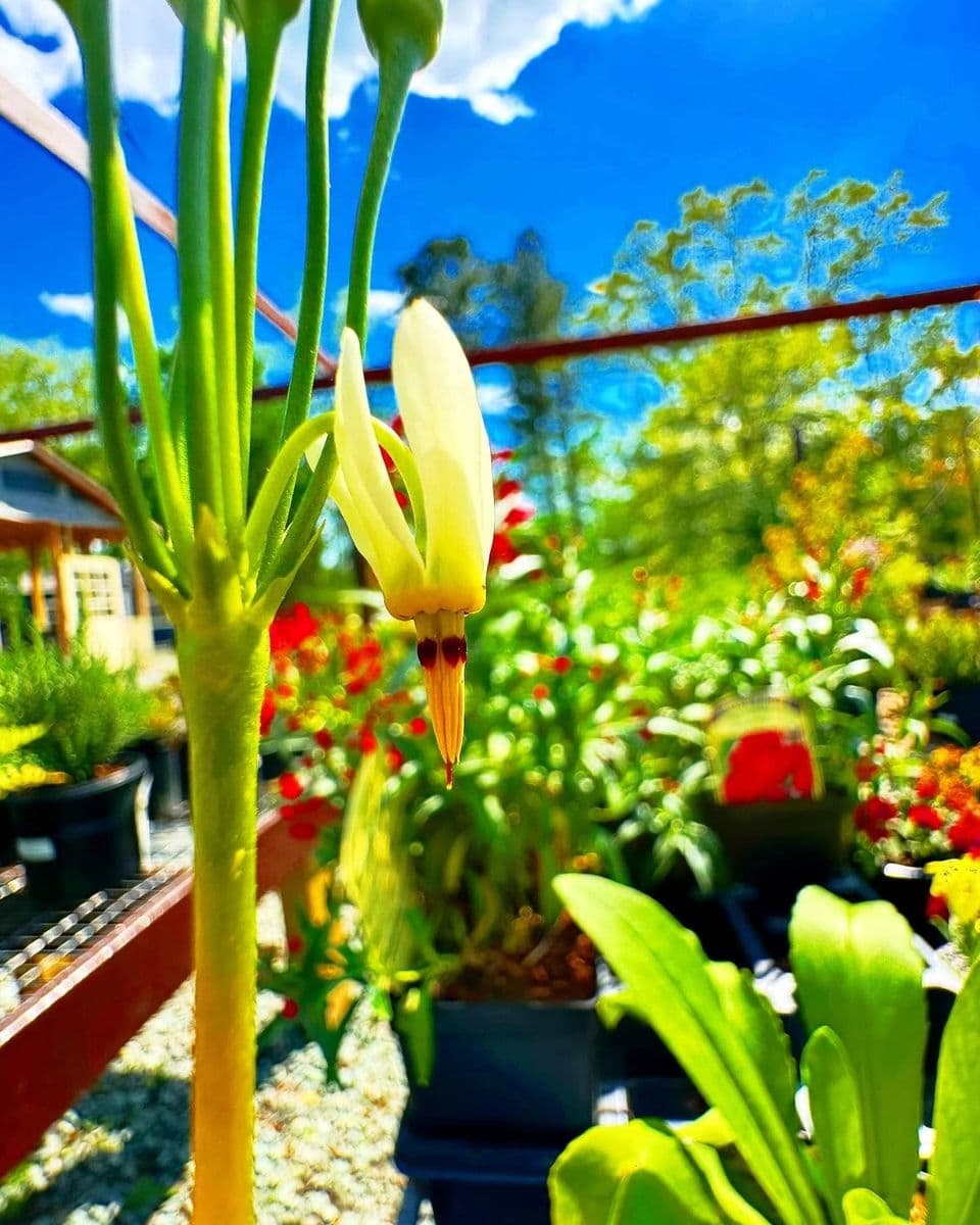 The Garden Nursery