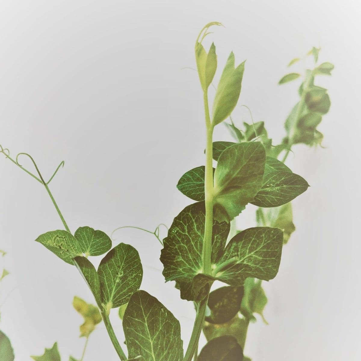 The Gardener's Speakeasy
