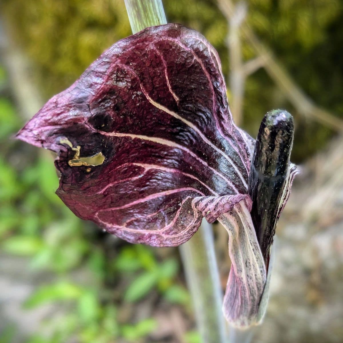 The Gardens at Clito Mill