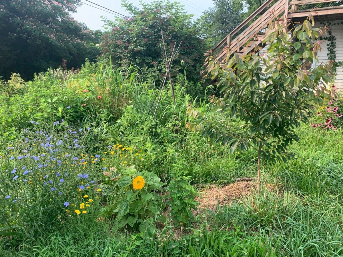 The Great Full Garden