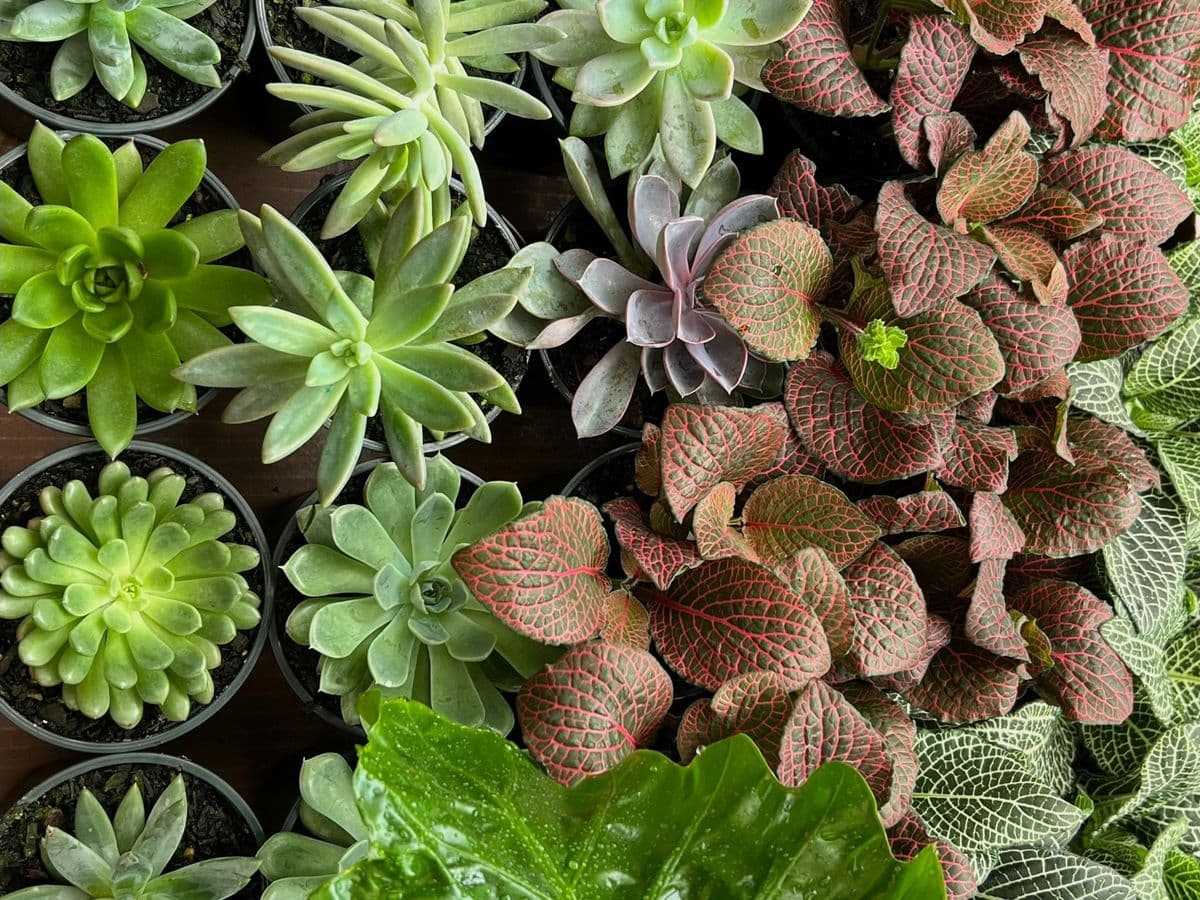 The Green House Garden Shoppe