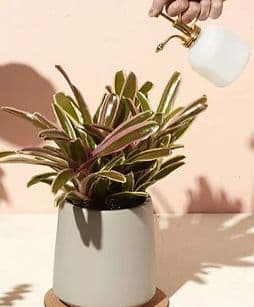 The Greenery