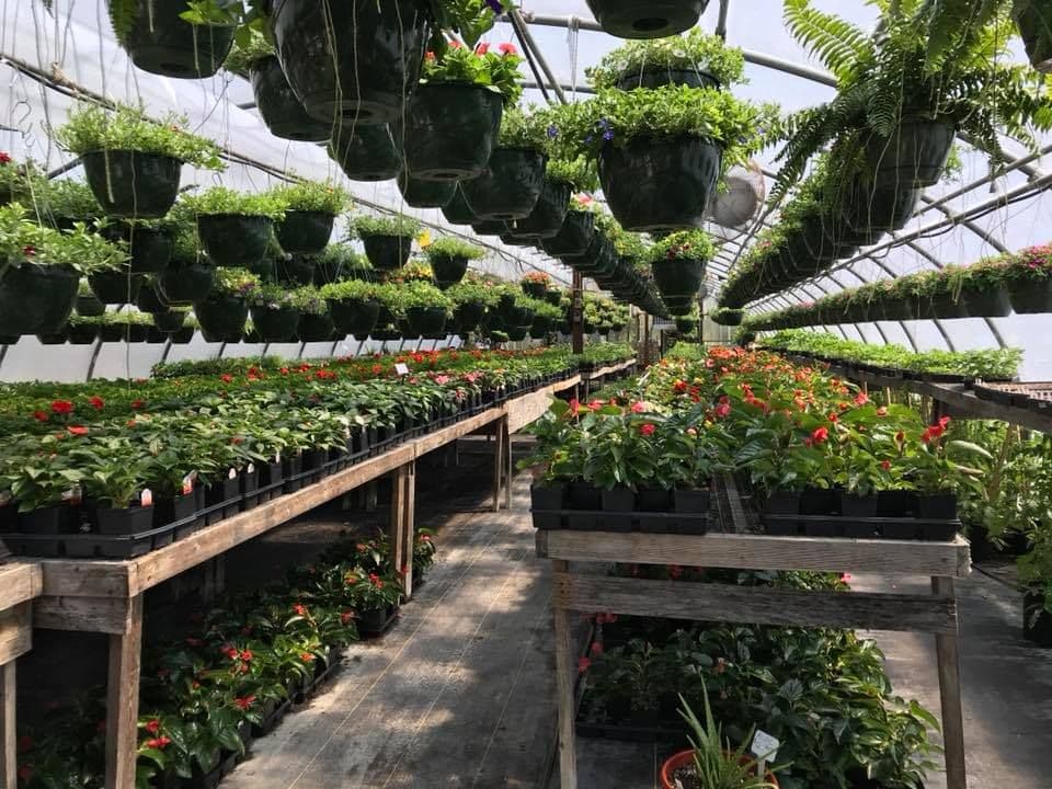 The Greenhouse Mum & Pumpkin Patch