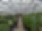 The Greenhouse Project