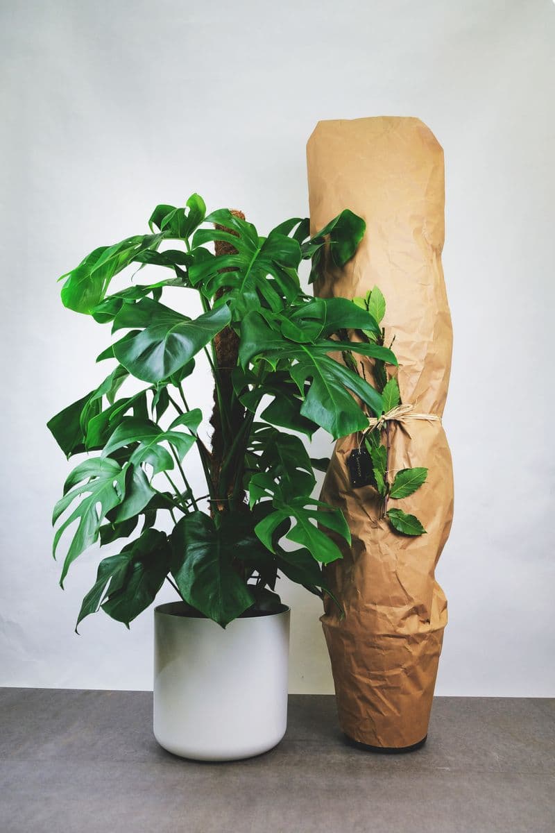 The Growing Groves Plant Shop