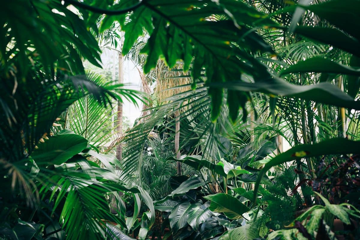 The Hana Co.