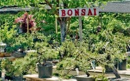 The Hidden Gardens Bonsai