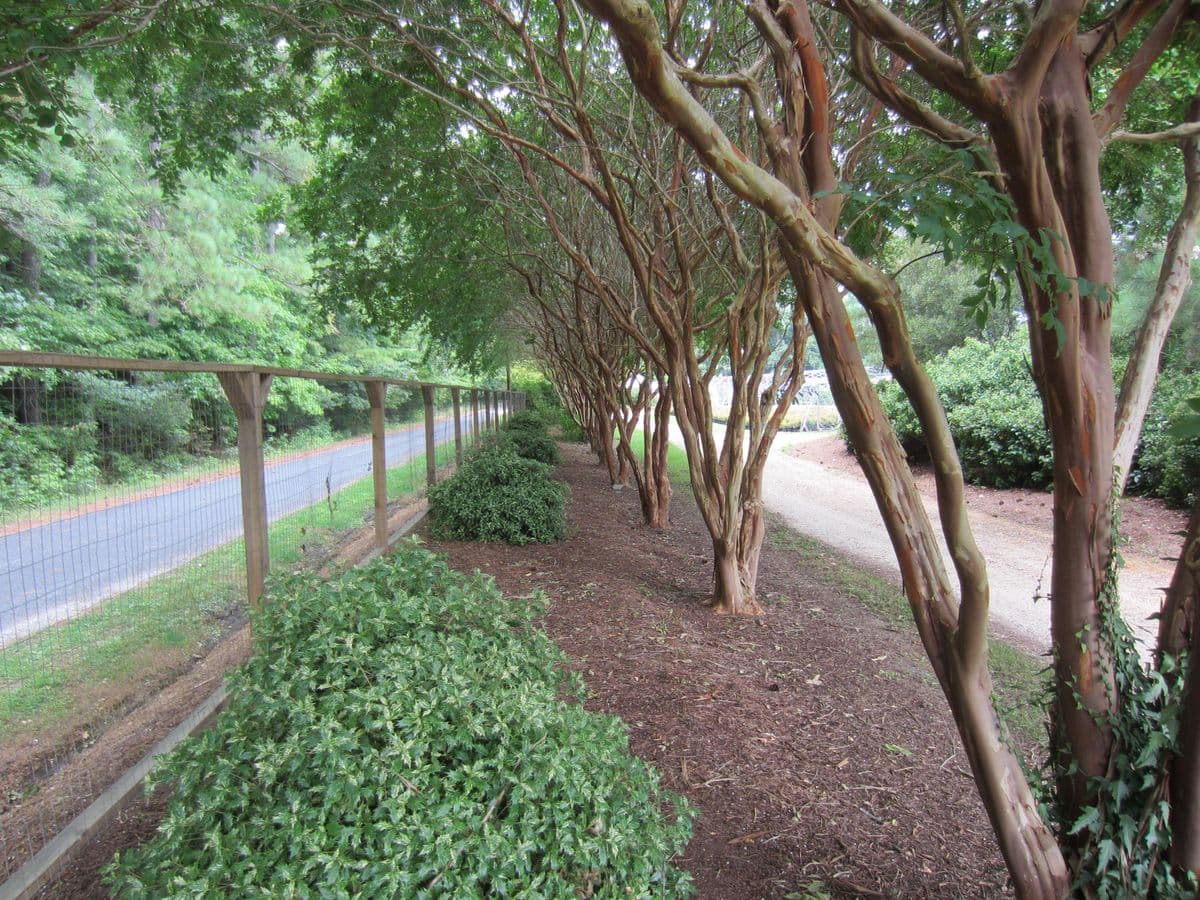 The Ivy Farm