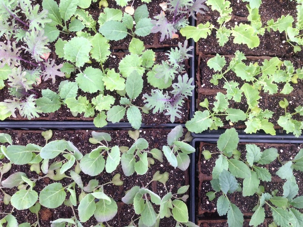 The Kale Yard