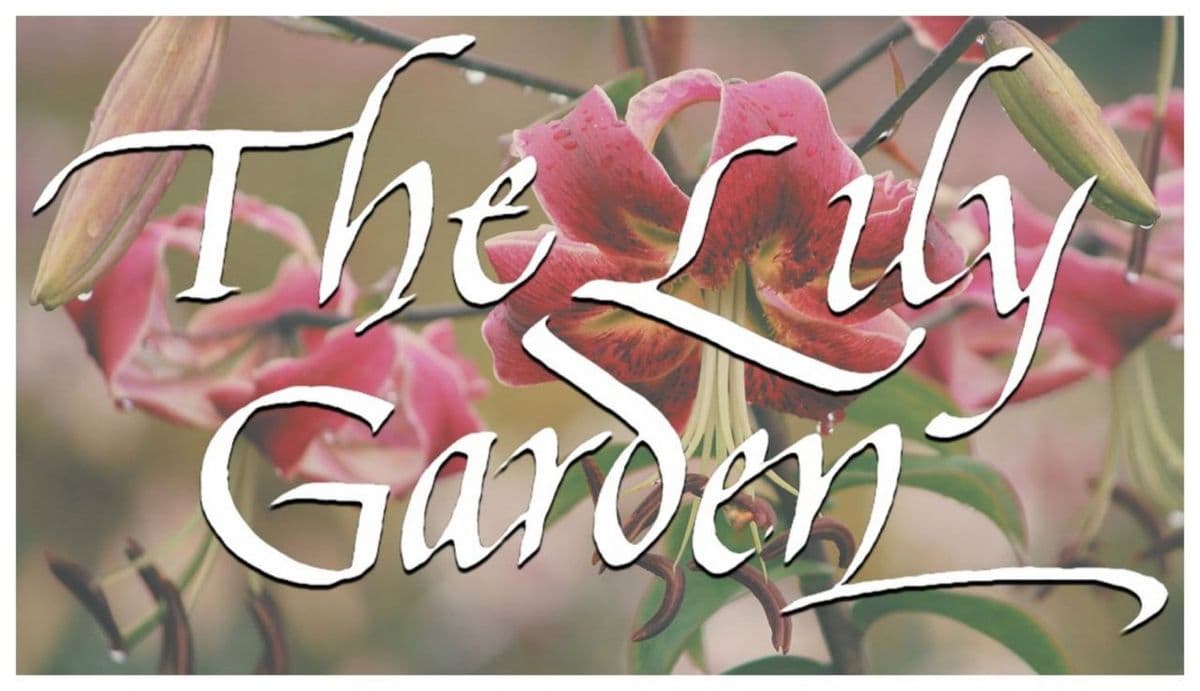 The lily garden