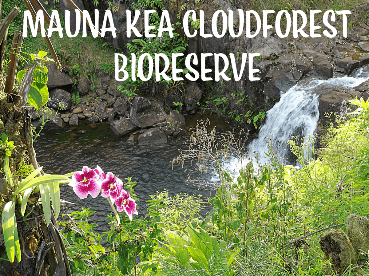 The Mauna Kea Cloudforest Bioreserve