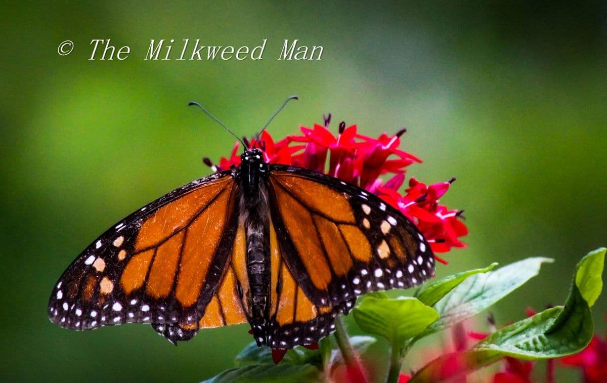 The Milkweed Man