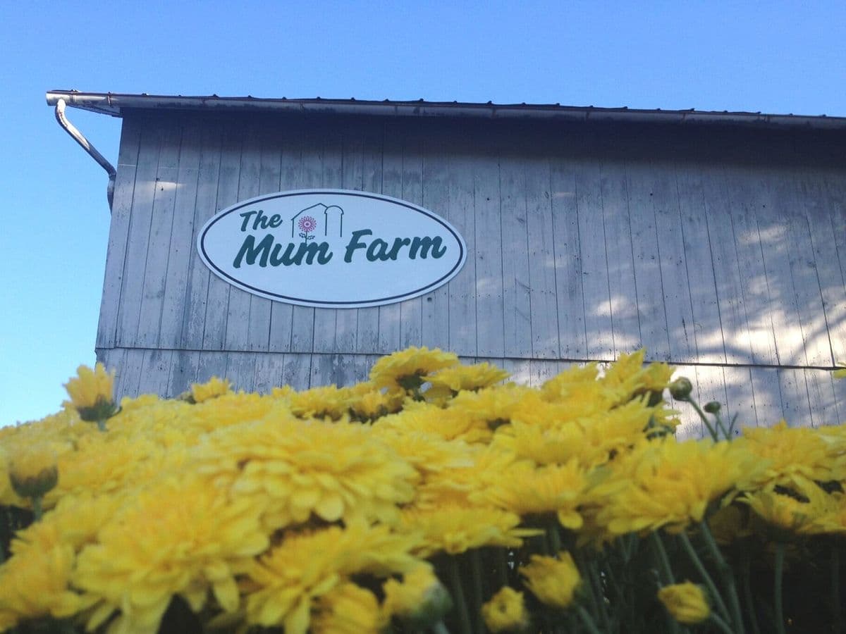 The Mum Farm