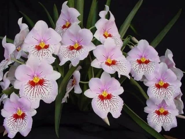 The Orchid Gallery