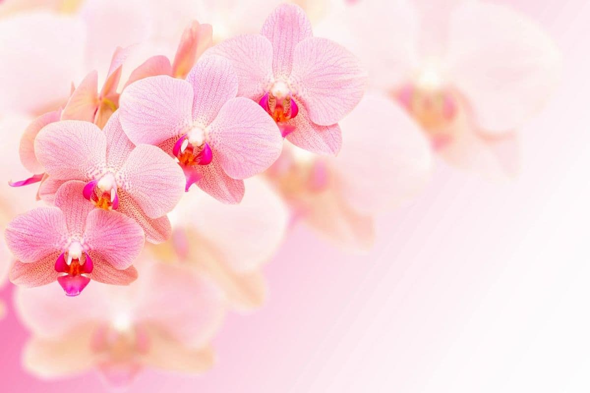 The Orchid Lady