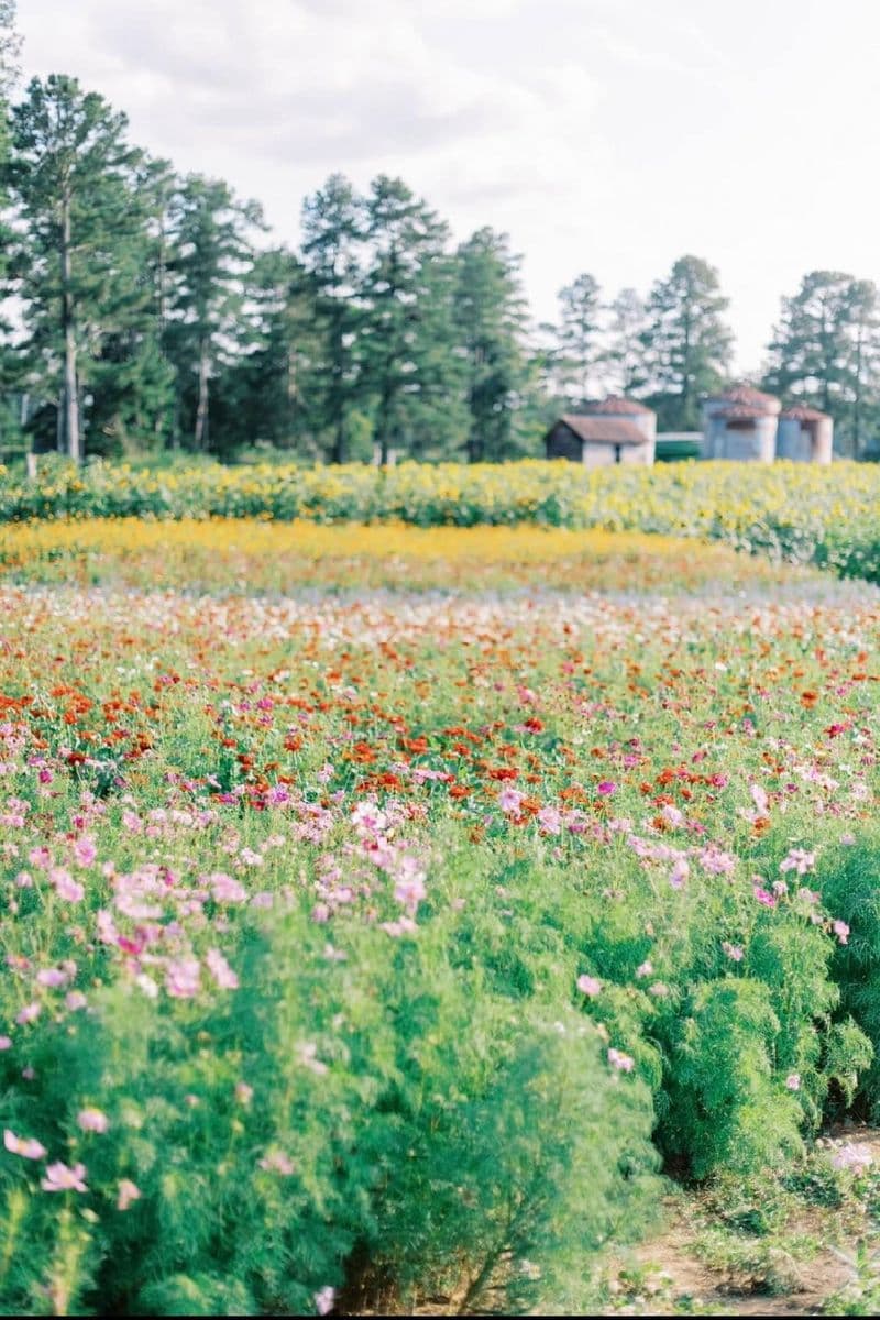 The Perfect Picks Flower Farm