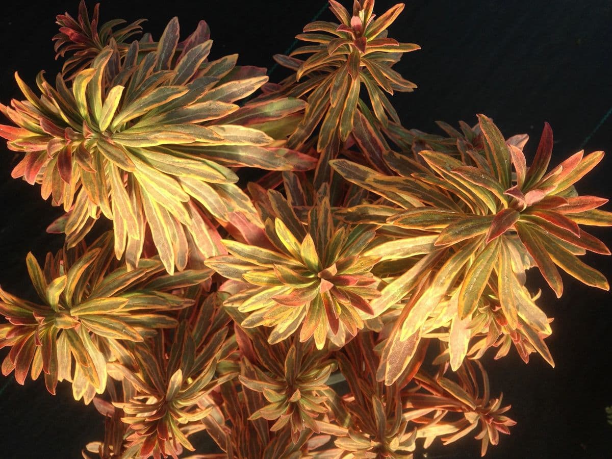 The Plant Connection