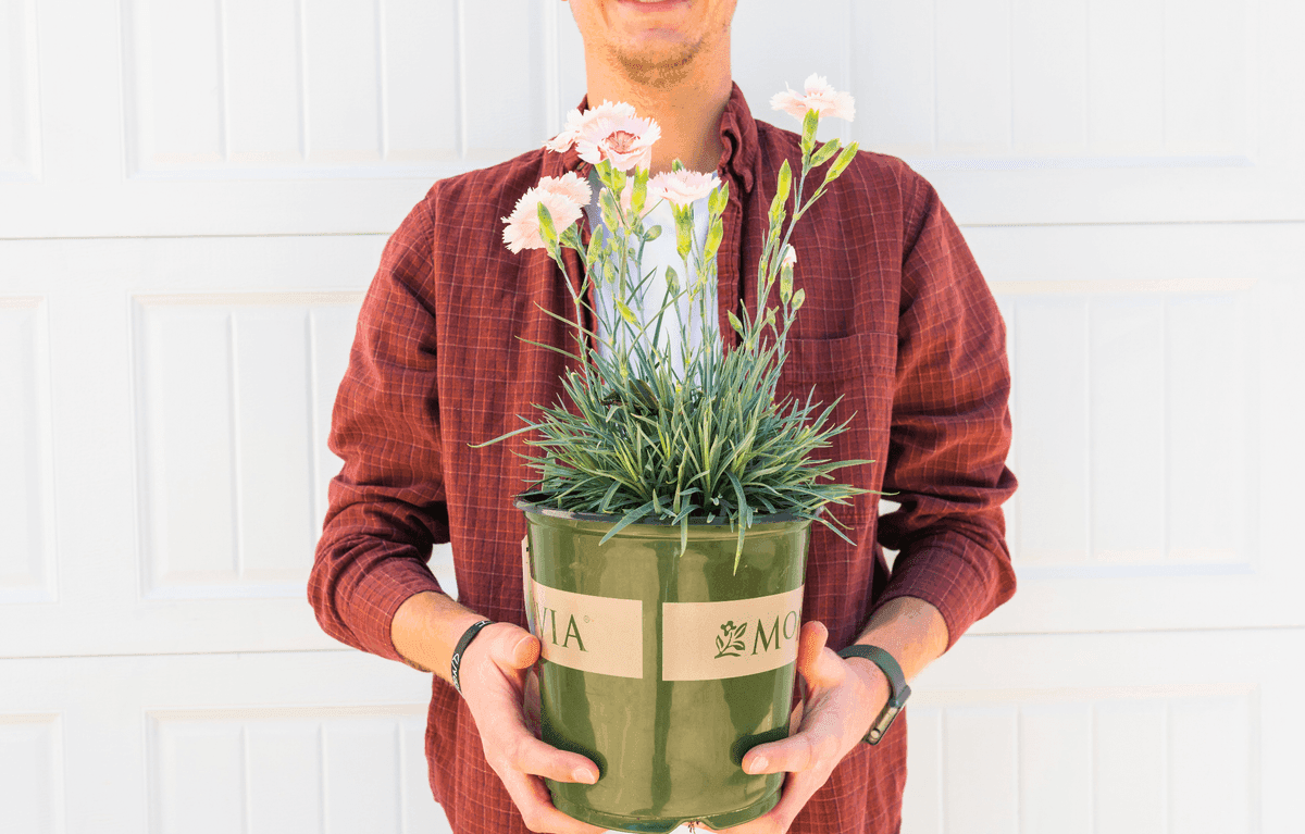 The Plant Firm