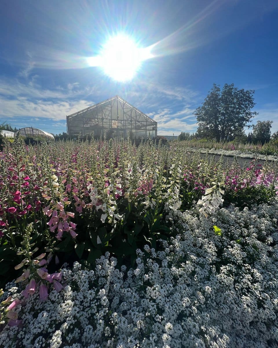 The Plant kingdom Greenhouse and Nursery, Inc