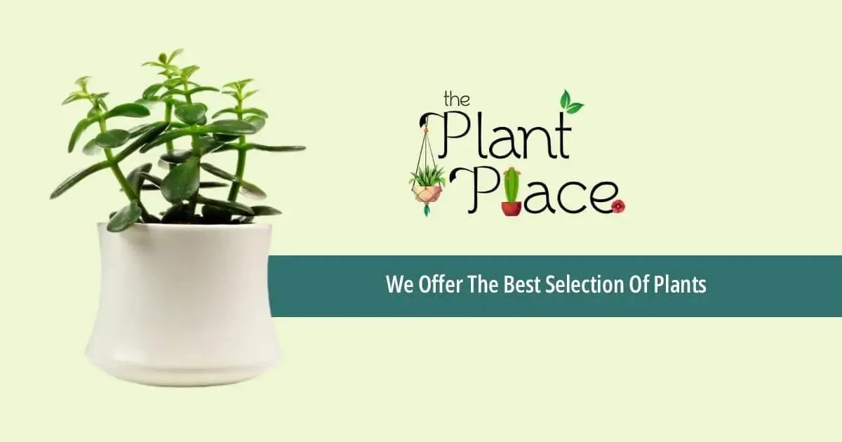 The Plant Place