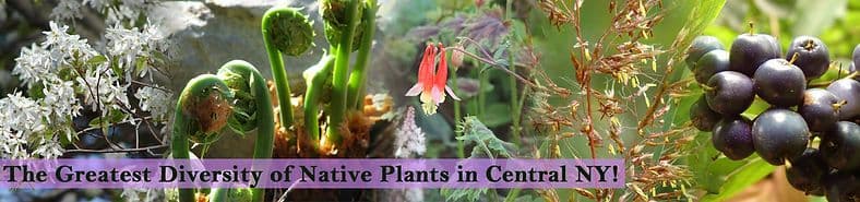 The Plantsmen Nursery