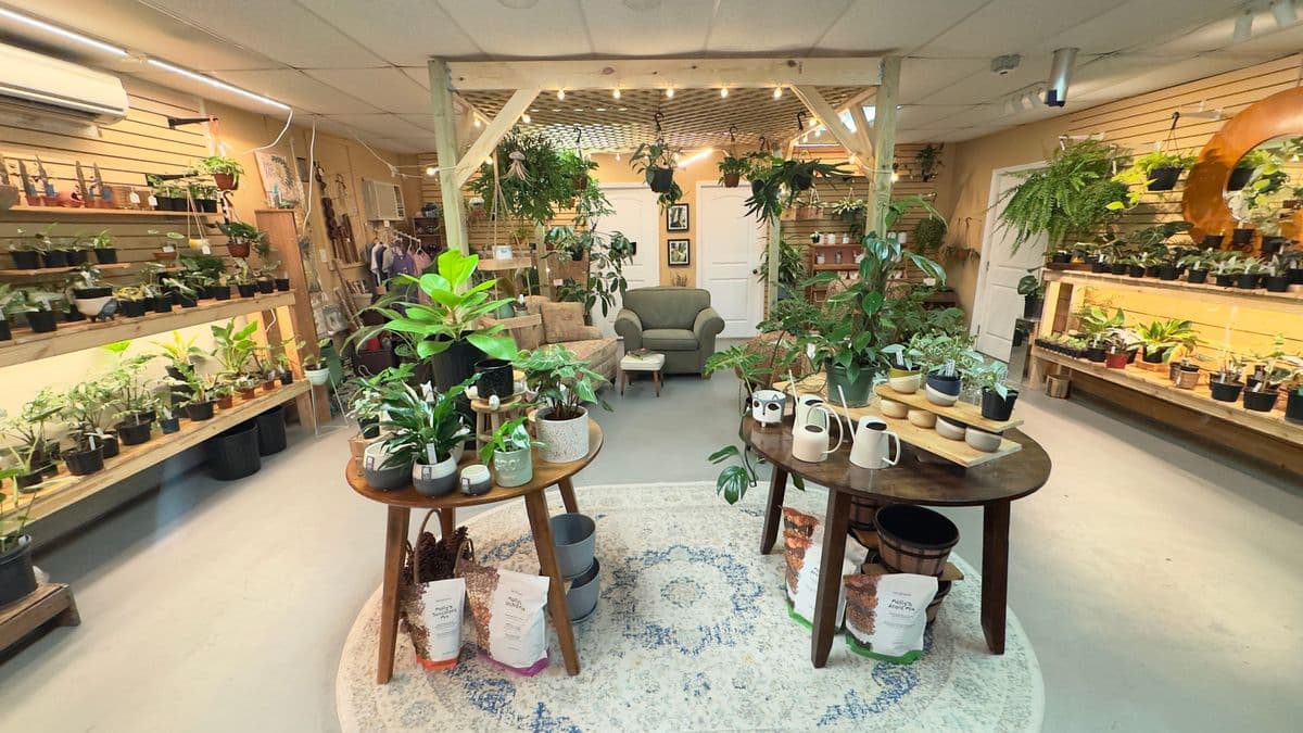 The Potted Plant