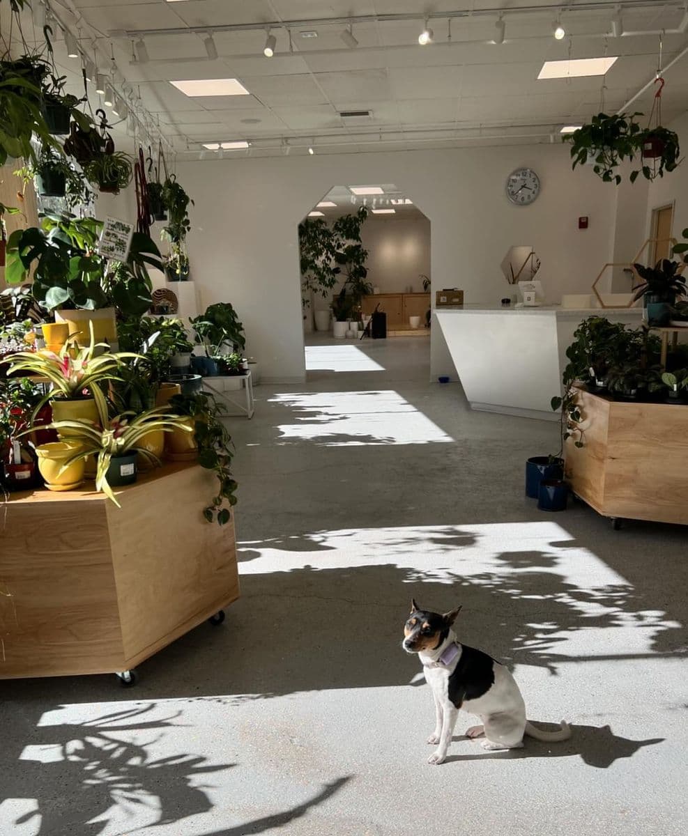The Pottery Jungle