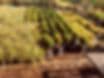 The Privacy Tree Nursery