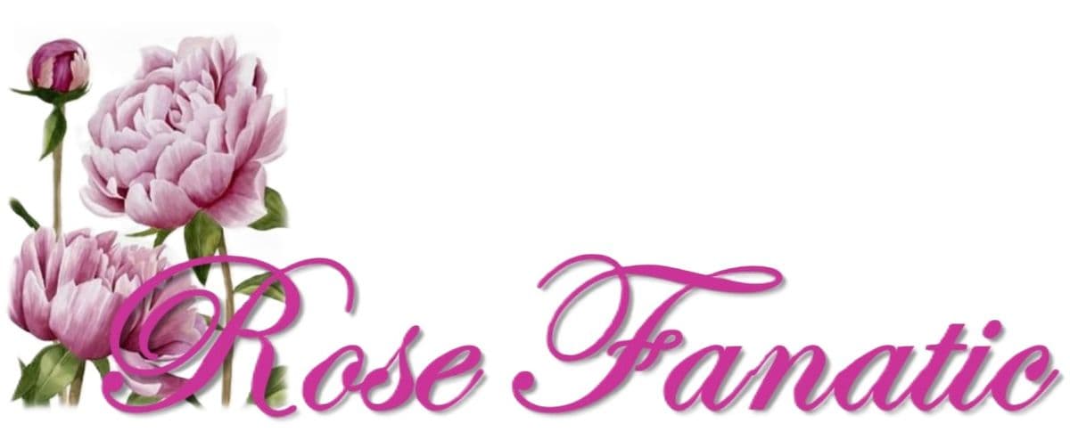 The Rose Fanatic LLC