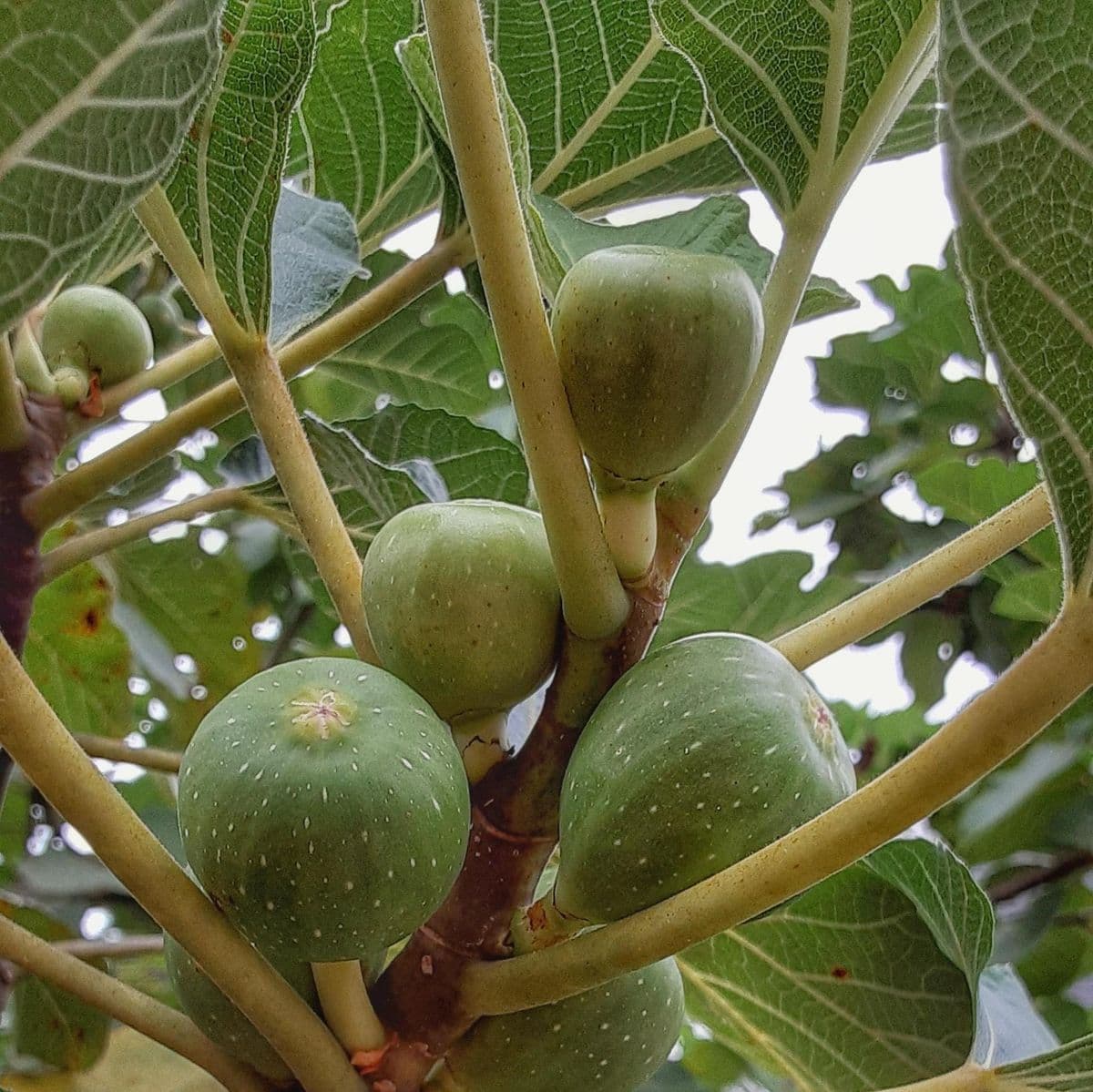 The Southern Edible Nursery