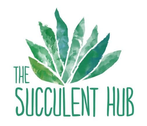 The Succulent Hub