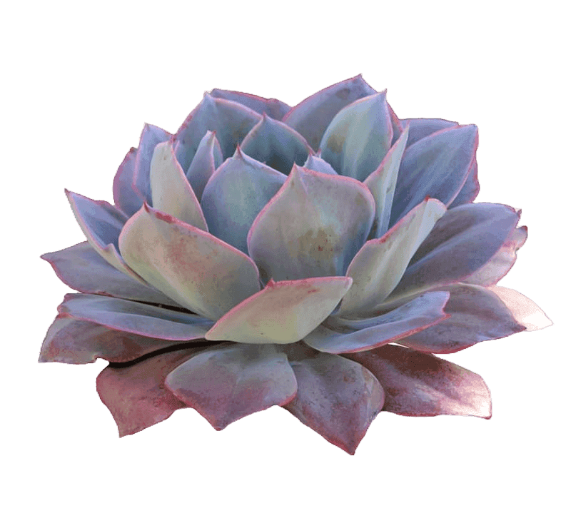 The Succulent Studio